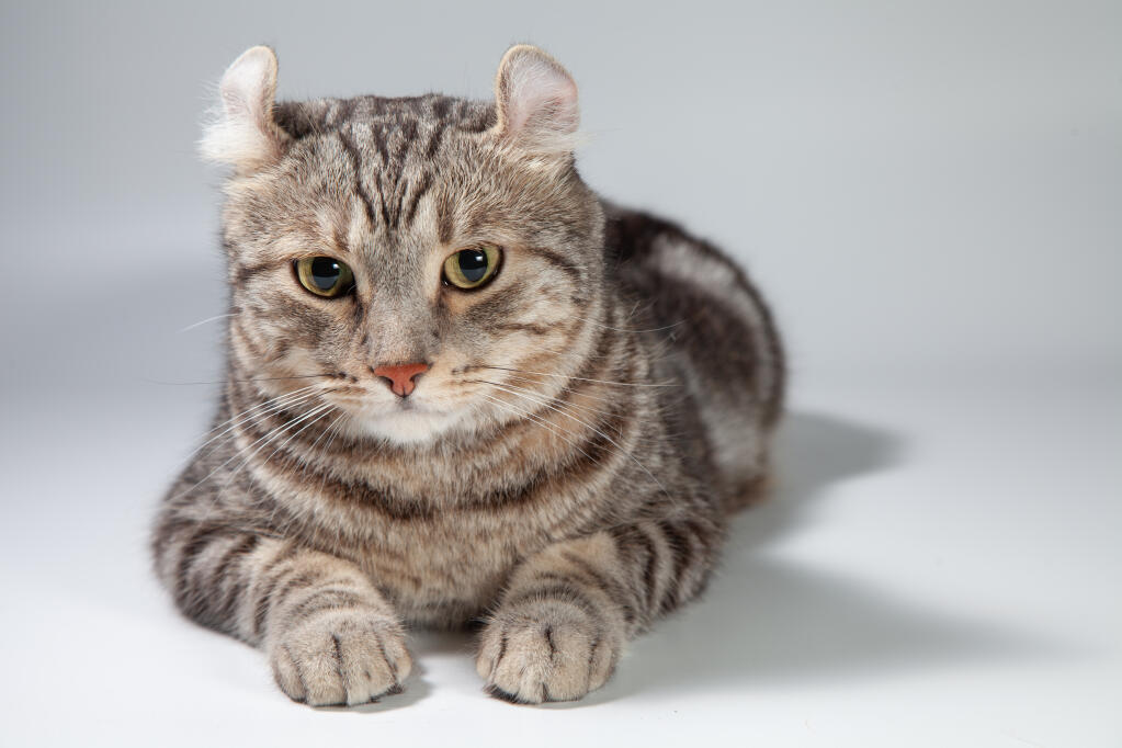 Siberian Kittens looking for new home