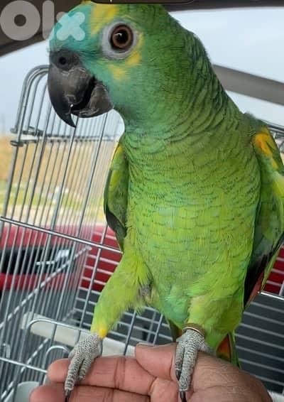 Parrot for sale