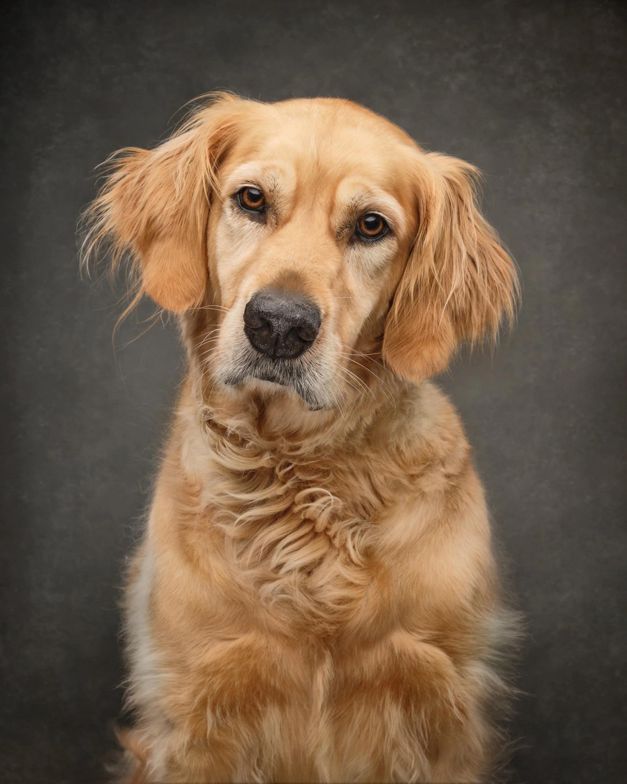 Friendly dog looking for family