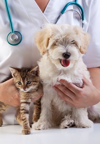 Pet Equipment & Accessories for Sale in Famagusta, Cyprus