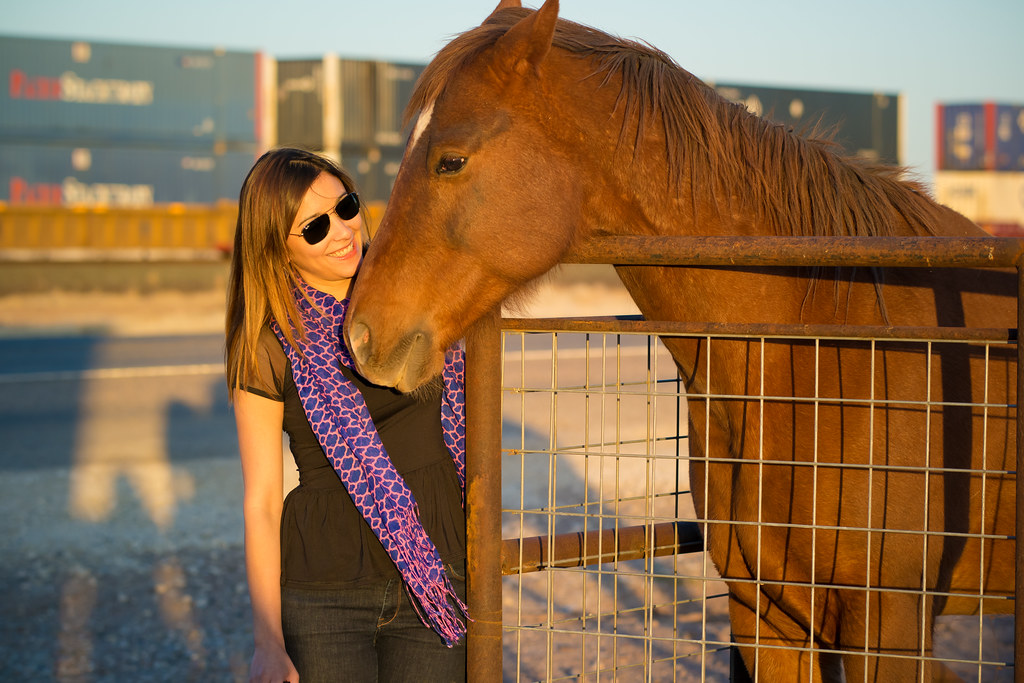 Horses for Sale in Nicosia, Cyprus
