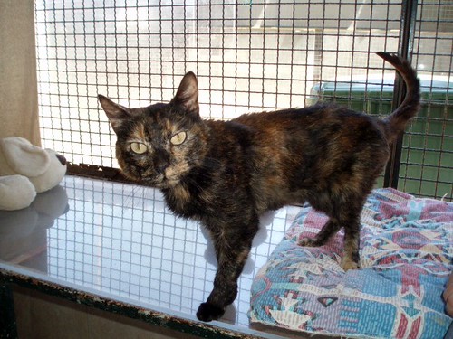 Other Pets for Sale in Larnaca, Cyprus