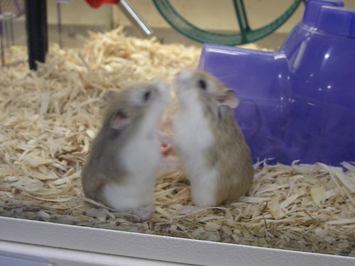 Rodents for Sale in Ayia Napa, Cyprus