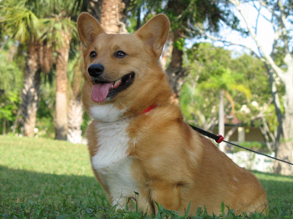 Professional Pets in Paphos, Cyprus